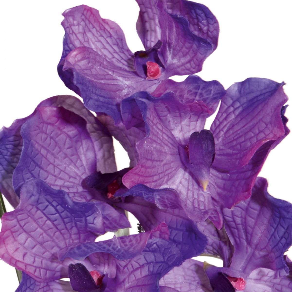 dirne bitte blühende orchidee dirne bitte blühende orchidee